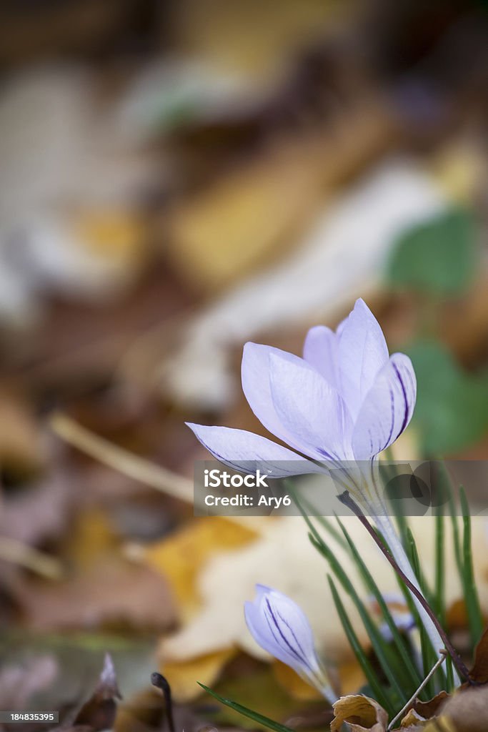 fiore - Foto stock royalty-free di Aiuola