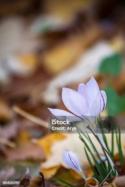 Fiore - Fotografie stock e altre immagini di Aiuola - Aiuola, Composizione verticale, Fiore