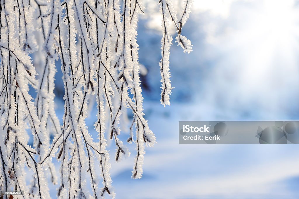 Schnee und frost bedeckt Filialen - Lizenzfrei Finnland Stock-Foto