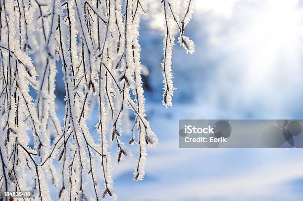 Schnee Und Frost Bedeckt Filialen Stockfoto und mehr Bilder von Finnland - Finnland, Winter, Baum