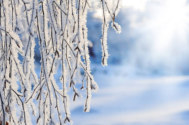 istock Snow and frost covered branches 184835418