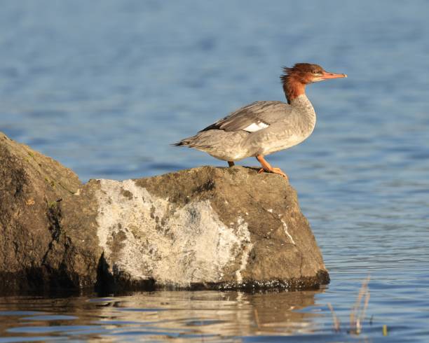 istock Merganser Duck on a Rock 1848354353