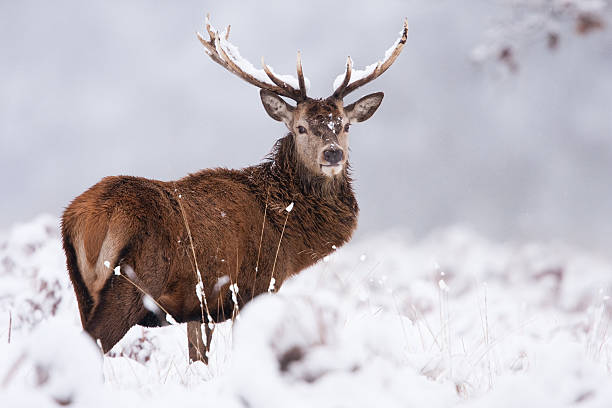 8,800+ Red Deer In Snow Stock Photos, Pictures & Royalty-Free Images -  iStock