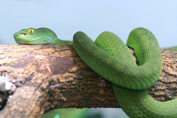 serpent arboricole vert - green tree python photos et images de collection