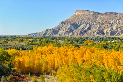 Grand Junction Colorado Fall Colors.  View of scenic cliffs with cottonwood trees in full autumn splendor.  Captured as a 14-bit Raw file. Edited in ProPhoto RGB color space.