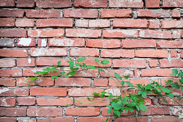 istock Wild blackbarry against brick wall 184835583