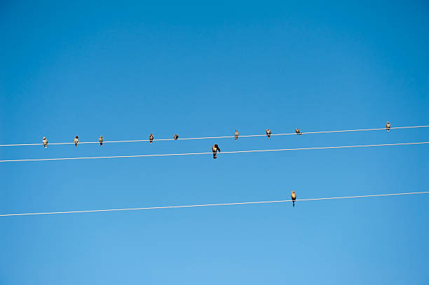 istock starling sitting on a wire with blue sky background 184835750