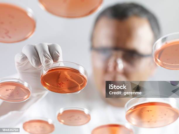 Cientista A Trabalhar Com Placas De Petri - Fotografias de stock e mais imagens de Disco de Petri - Disco de Petri, Segurar, 30-34 Anos