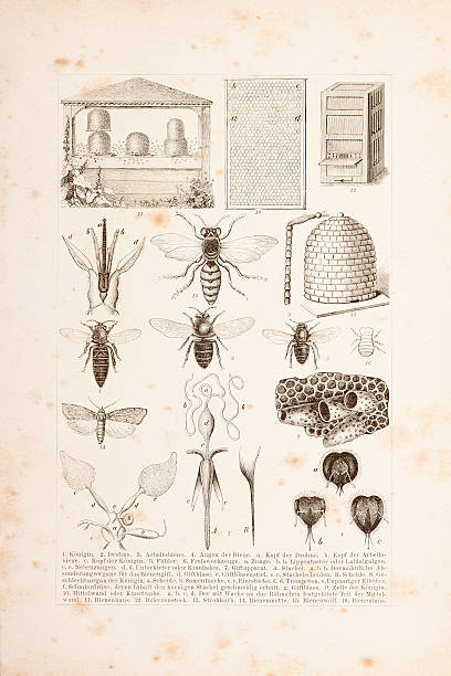 apiculture bees engraving 1882 - bal illüstrasyonlar stock illustrations