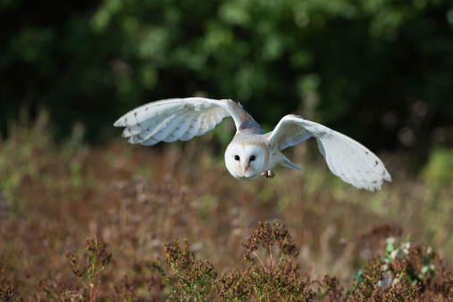 A Barn Owl Flies silently while hunting for food as the daylight fades..
