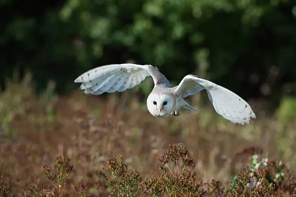 Photo of Barn Owl at dusk hunting for prey.