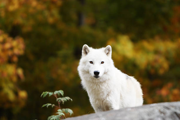 Lone Adult Arctic Wolf in Fall stock photo