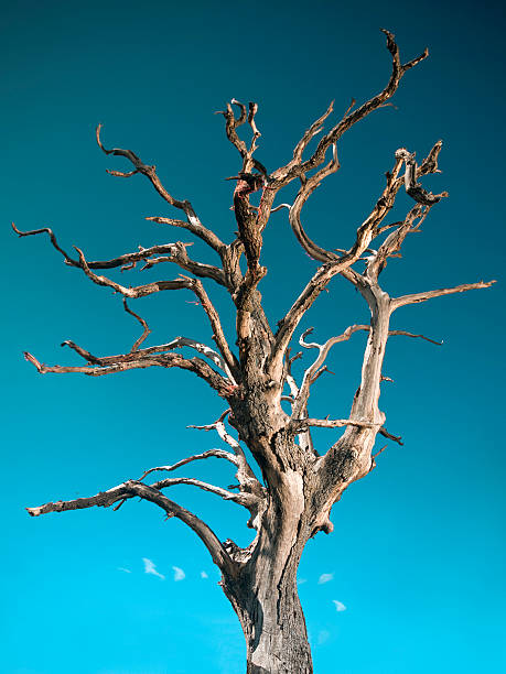 Dead tree on blue sky stock photo