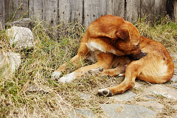 itchy chien - dog scratching flea dog flea photos et images de collection
