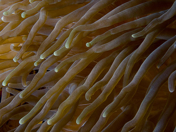 Sea anemone stock photo