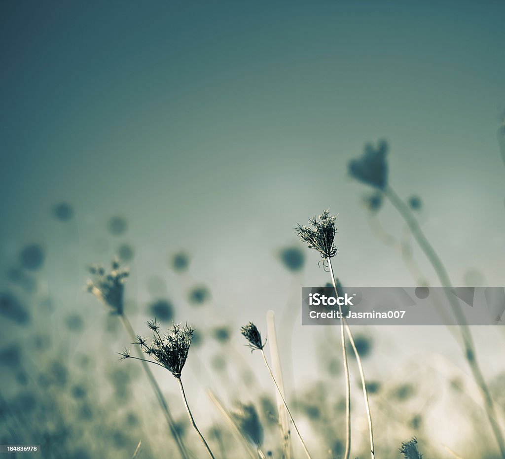 Verwaltungsbezirk Queen Anne's County Spitze Wildblumen - Lizenzfrei Blume Stock-Foto