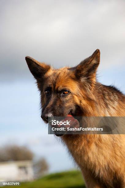 German Shepherd Dog And Red Kong Stock Photo - Download Image Now - Animal, Canine - Animal, Dog