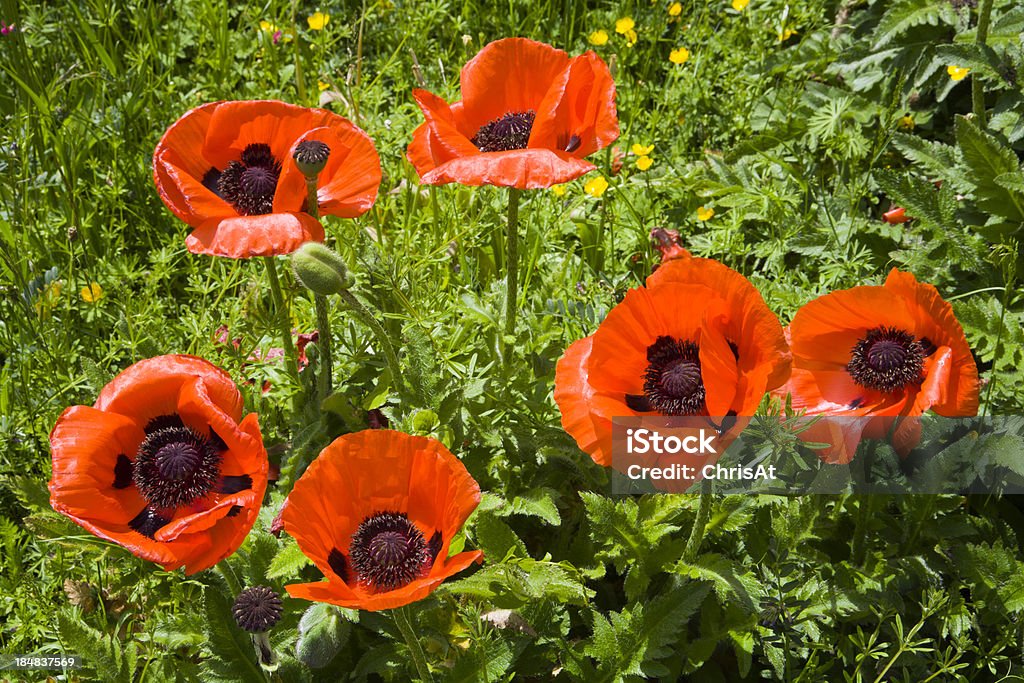Poppies - Lizenzfrei Blume Stock-Foto