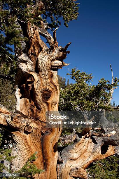 Photo libre de droit de Ancient Bristlecone Pine Tree Dans Le Nevada Du Parc National De Great Basin banque d'images et plus d'images libres de droit de Arbre
