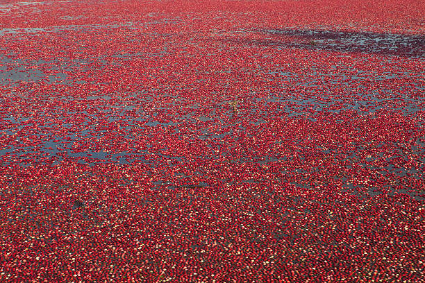 istock Flooded field of floating cranberries ready for harvest. 184838009