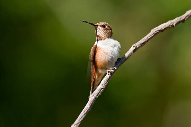 istock Male Rufous Hummingbird in a Tree 184838014