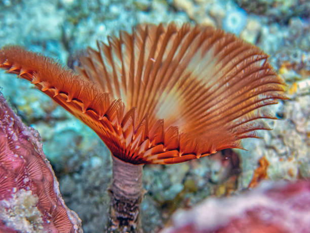 istock Sabellidae, or feather duster worms, 1848380438
