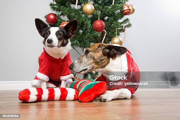 Santa Dogs Under Christmas Tree Stock Photo - Download Image Now - Animal, Animal Themes, Black Color