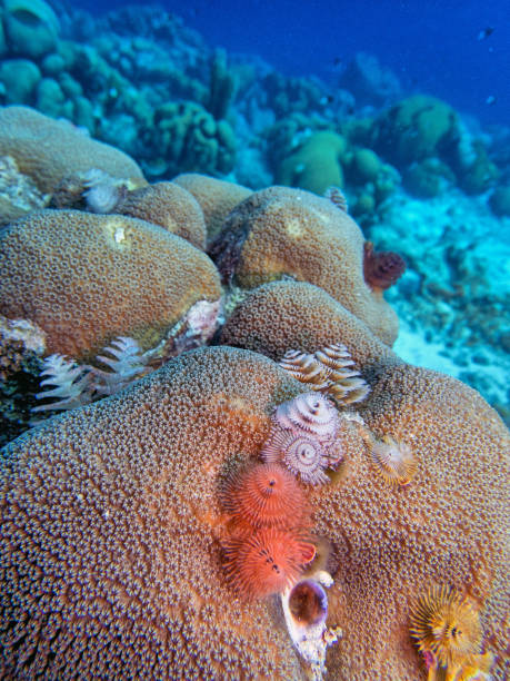 istock Spirobranchus giganteus, Christmas tree worms 1848380946