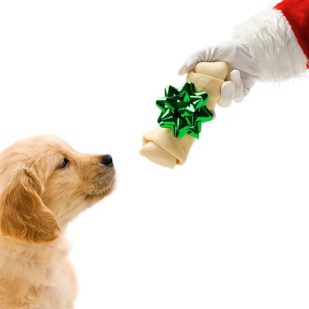 Photo of Santa giving a wrapped bone to puppy