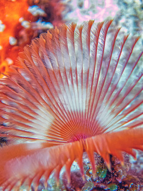 istock Sabellidae, or feather duster worms, 1848381452