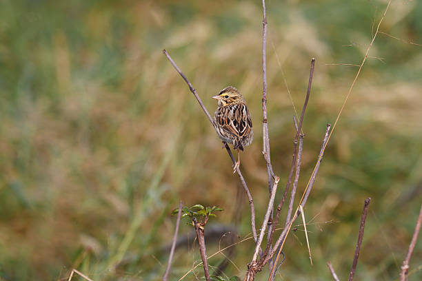 tico-tico-(passerculus sandwichensis) - passerculus sandwichensis imagens e fotografias de stock