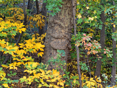 Autumn forest scene in Central Park, New York City