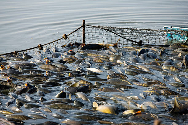 industria della pesca - industrial fishing foto e immagini stock