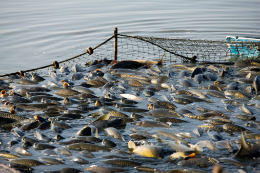 Hundrets of fishes trapped in a fishing net. Fishing industry. Motion blur. XXXL (Canon Eos 1Ds Mark III)