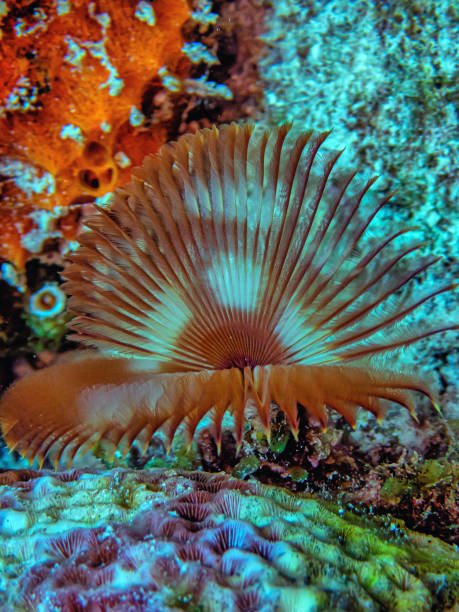 istock Sabellidae, or feather duster worms, 1848384003