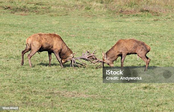 Fighting Stags Alberta Stockfoto und mehr Bilder von Bemühung - Bemühung, Bock - Männliches Tier, Fotografie