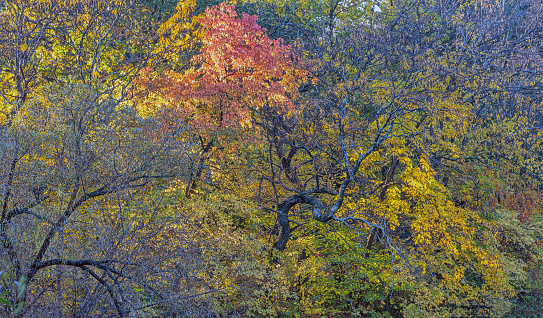 Autumn forest scene in Central Park, New York City