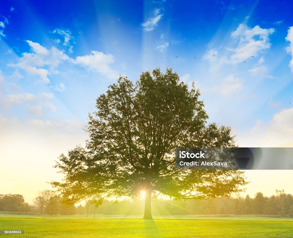 Amanecer detrás de un árbol - Foto de stock de Un solo árbol libre de derechos