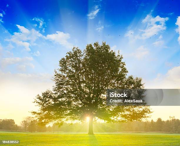 Amanecer Detrás De Un Árbol Foto de stock y más banco de imágenes de Un solo árbol - Un solo árbol, Salida del sol, Majestuoso