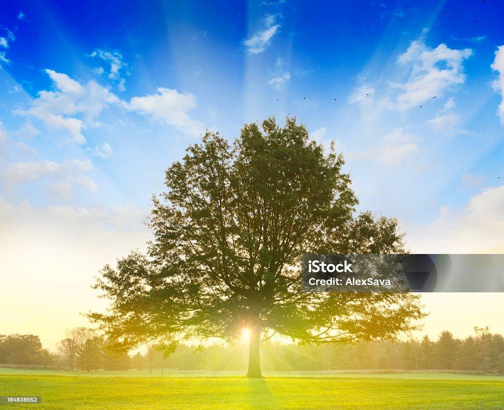 Wschód słońca z drzewa - Zbiór zdjęć royalty-free (Pojedyncze drzewo)