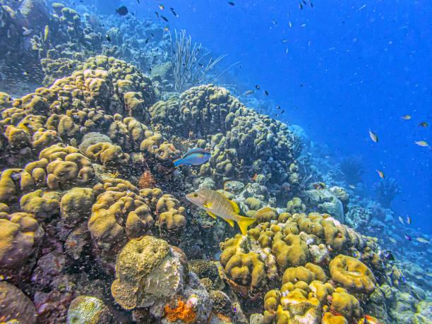istock Caribbean coral garden 1848386563
