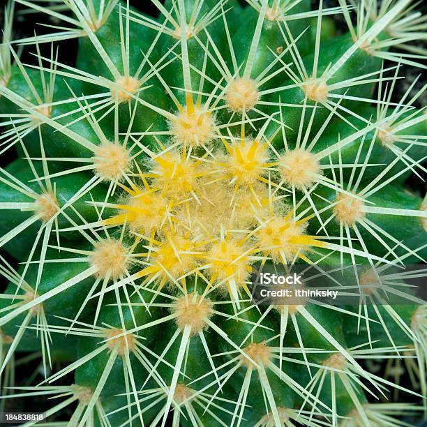 Cactus - Fotografie stock e altre immagini di Cactus - Cactus, Texture - Descrizione generale, Texture - Effetti fotografici