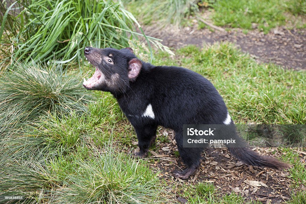 Tasmanian Devil "Side view of Tasmanian Devil with mouth open aa shallow depth of field and blurred background aa previous photo with mouth closed, could be used in series. Click to see more..." Tasmanian Devil Stock Photo