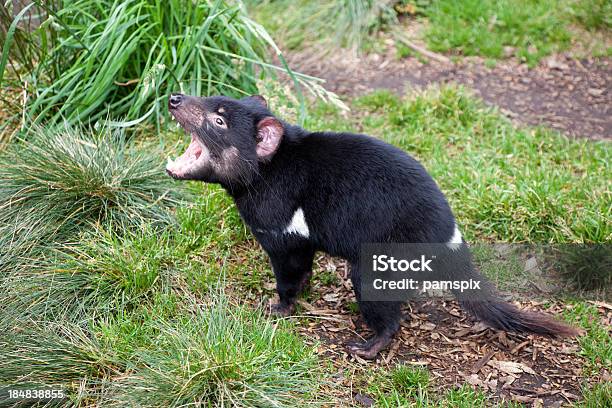 Tasmanian Devil Stock Photo - Download Image Now - Tasmanian Devil, Side View, Tasmania