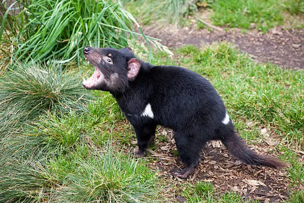 "Side view of Tasmanian Devil with mouth open aa shallow depth of field and blurred background aa previous photo with mouth closed, could be used in series. Click to see more..."
