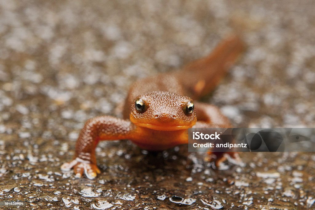 Rough-skinned newt "Macro photo of a rough-skinned newt (Taricha granulosa) from the front.  Photo taken near Portland, Oregon in October, during the migration of this species from water to nearby ground cover." Rough Skinned Newt Stock Photo