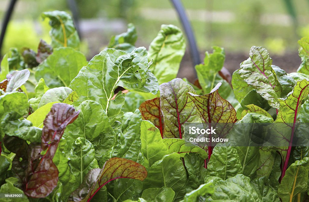Col verde en el jardín - Foto de stock de Agricultura libre de derechos