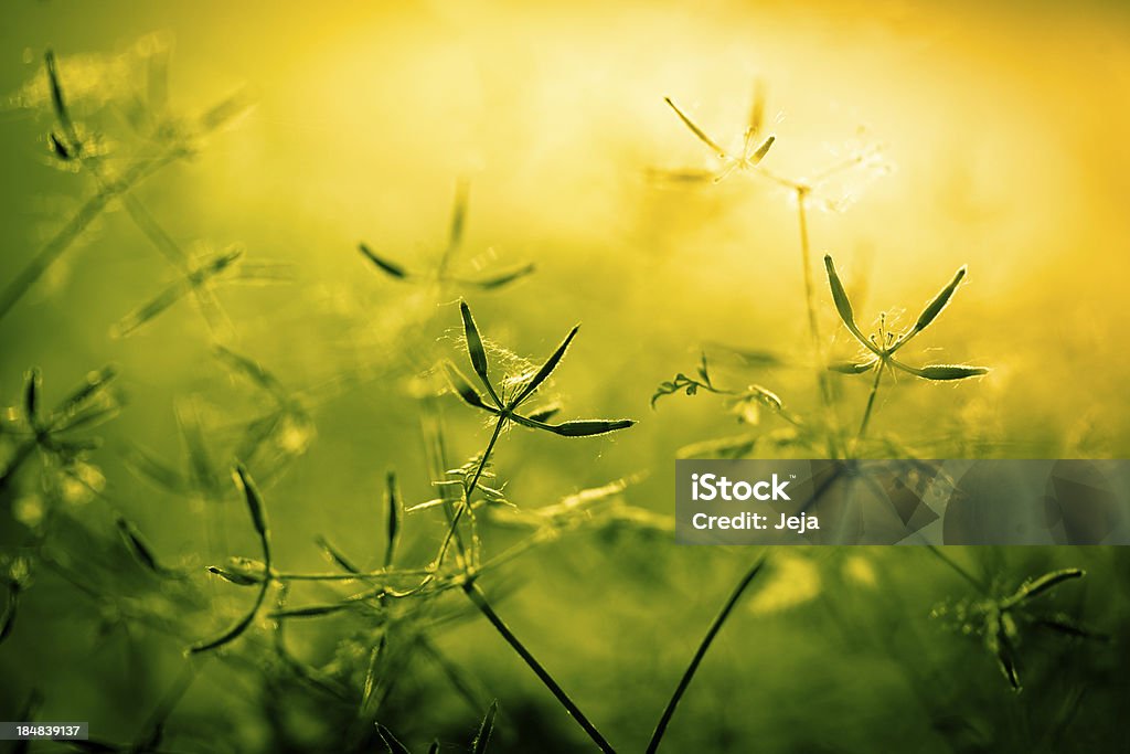 Schöne Natur - Lizenzfrei Bildhintergrund Stock-Foto