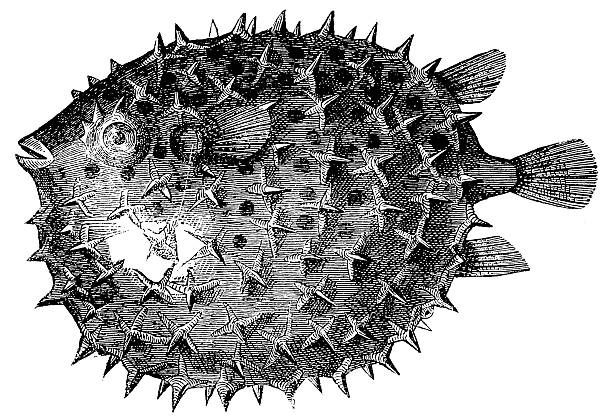 illustrazioni stock, clip art, cartoni animati e icone di tendenza di dorso lungo pesce istrice (spiny porcupinefish o diodon holocanthus - porcupinefish