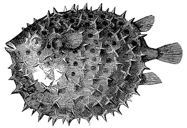 ilustrações de stock, clip art, desenhos animados e ícones de long-espinha porcupinefish ou cão baiacu-de-espinho (diodon holocanthus - porcupinefish